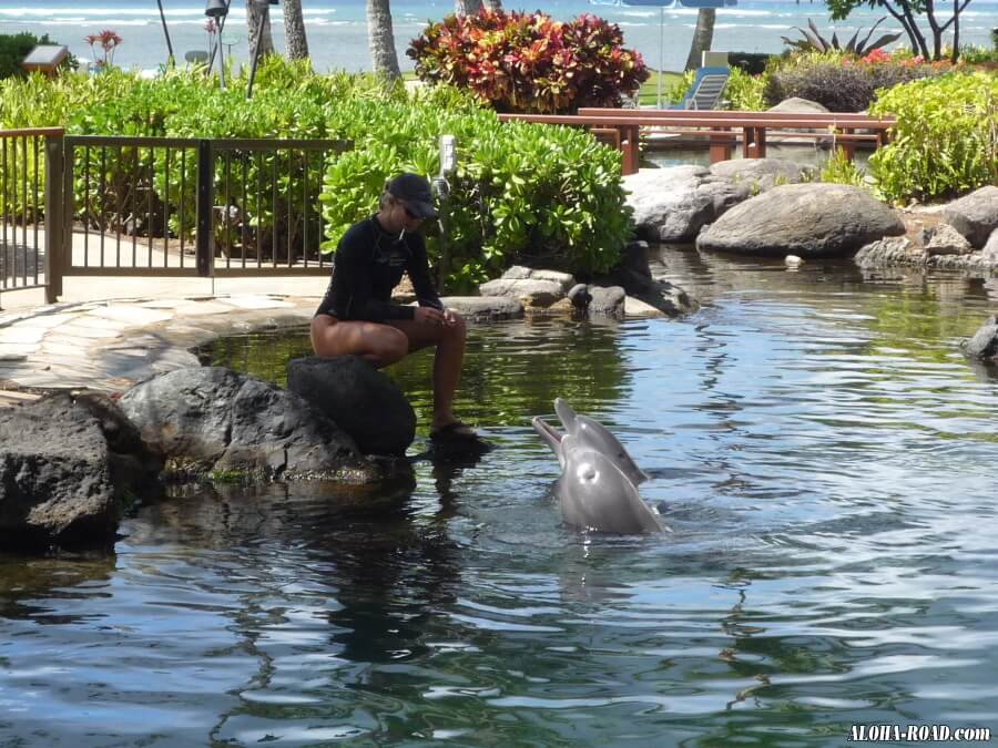 カハラホテルで一番人気、イルカと遊ぶアクティビティ「ドルフィン・クエスト」