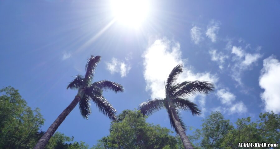 パームツリーとハワイの太陽