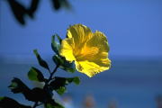 ハワイの花の写真へ