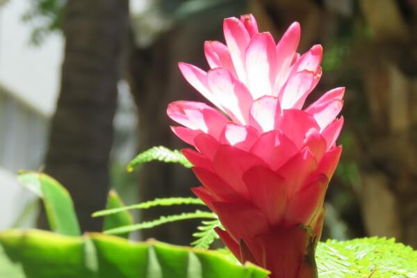 ハワイの花でハワイの癒しを…