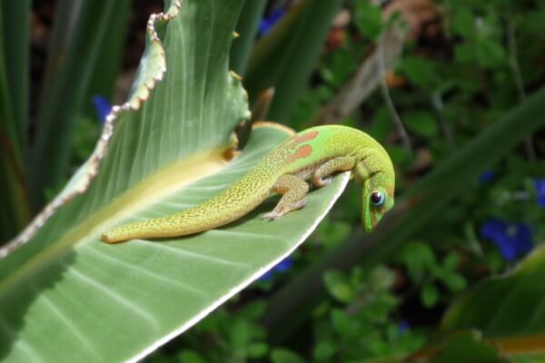 ヤモリ・Gecko（ゲッコウ）の写真・画像
