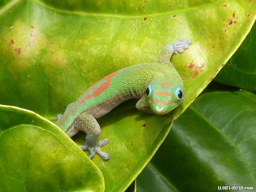ヤモリ Gecko ゲッコウ ハワイの写真 画像