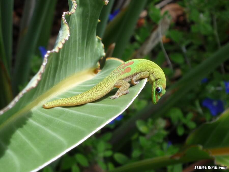 ヤモリ Gecko ゲッコウ ハワイの写真 画像