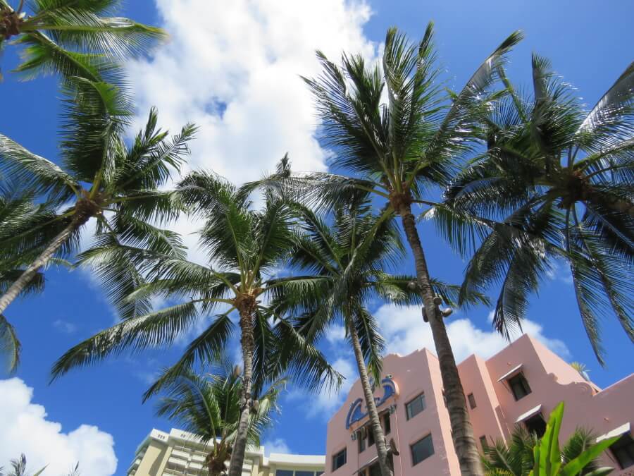 ロイヤル・ハワイアン・ホテルのヤシの木