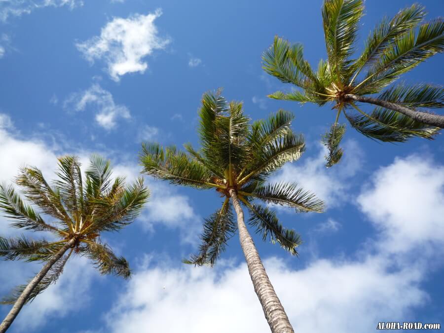 ハワイの青空とヤシの木