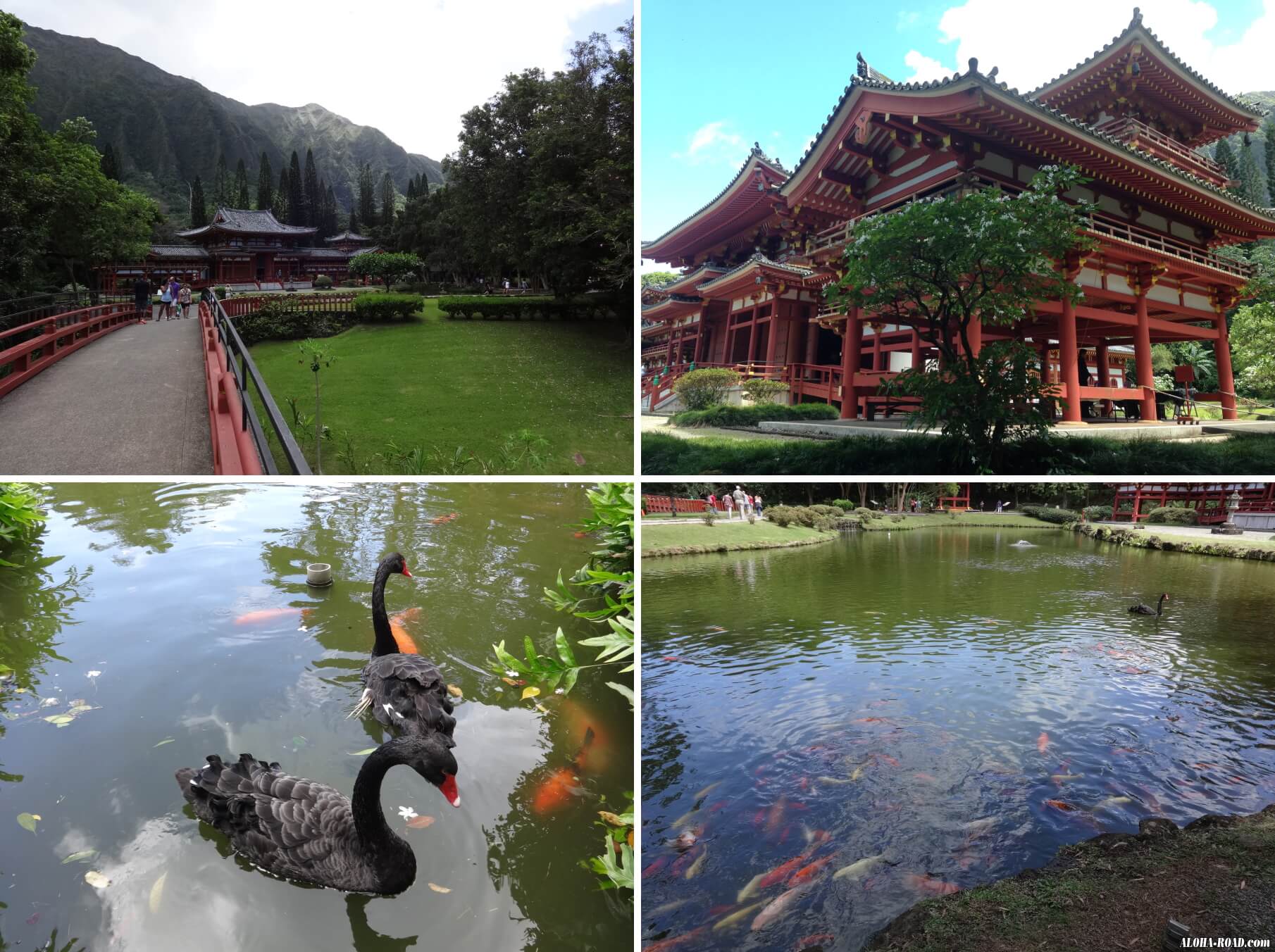 ハワイ平等院、黒鳥や錦鯉が見れる池