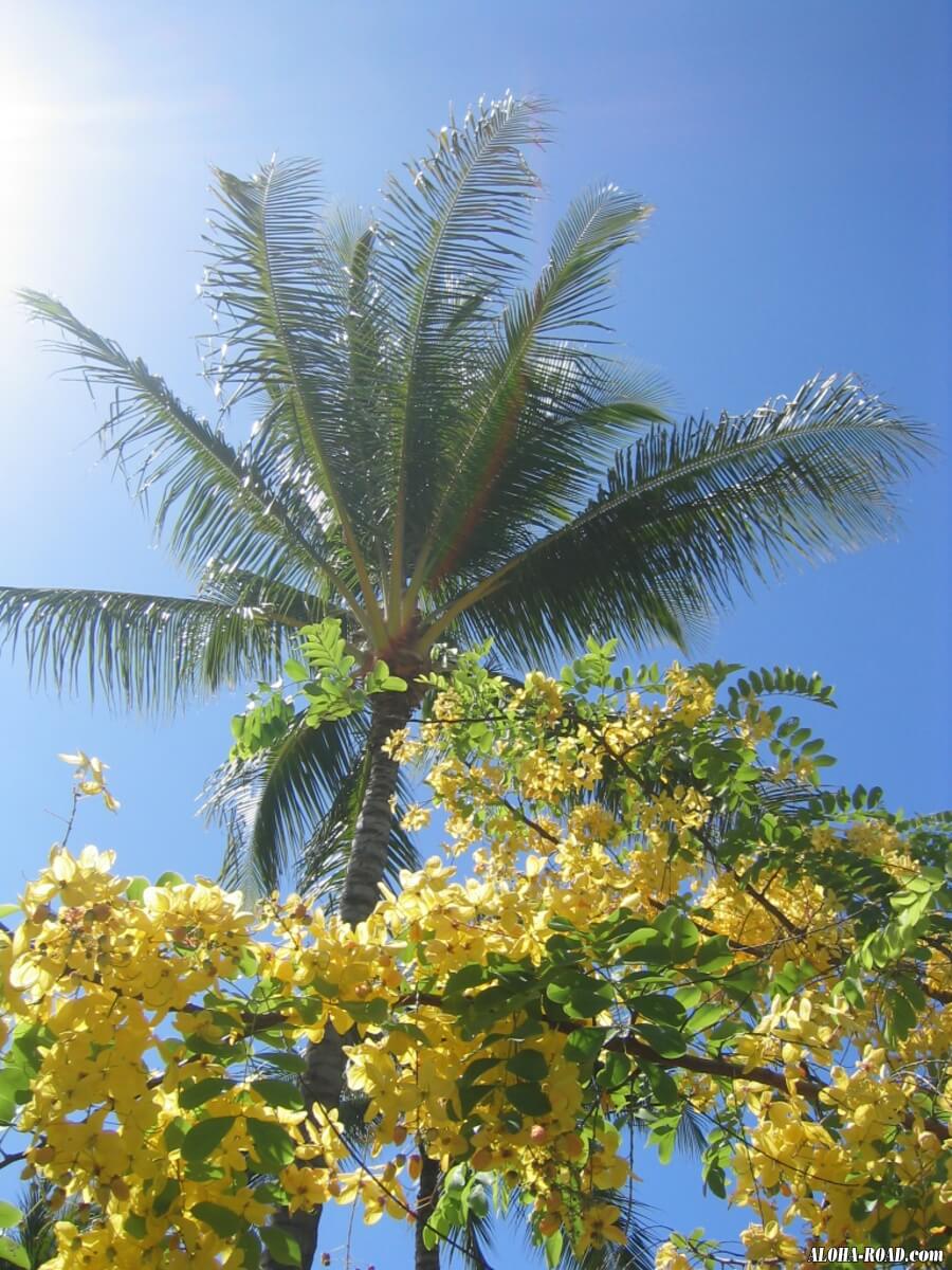 ハワイの花と植物（ゴールデンシャワーツリーとヤシの木）